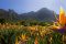 Kirstenboch Botanical Gardens, Cape Town, South Africa