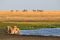 Lions and zebras in Liuwa Plains National Park, Zambia