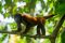 Red howelr monkey, Pampas, Bolivia