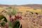 Weltwitschia plant, near Swakopmund, Namibia