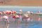 shutterstock_Fabio Lamanna-flamingoes