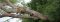Tree-climbing lion in Queen Elizabeth NP, Uganda
