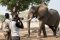 Mana Pools – walking safari