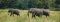 Elephants on Zambia Safari and Victoria Falls