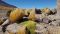 Yareta, a rare plant in Chile's altiplano