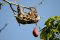 Pale-throated three-toed sloth eating kaipok fruit, Amazon, Brazil
