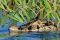 Caiman in the Amazon, Brazil
