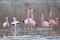 Flamingos in altiplano on way to El Tatio geysers, Chile