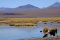 Wildlife in the altiplano on way to Et Tatio geysers, Chile