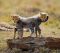 Cheetah cubs, Africa