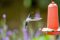 Hummingbirds at Bosque de Paz, Costa Rica