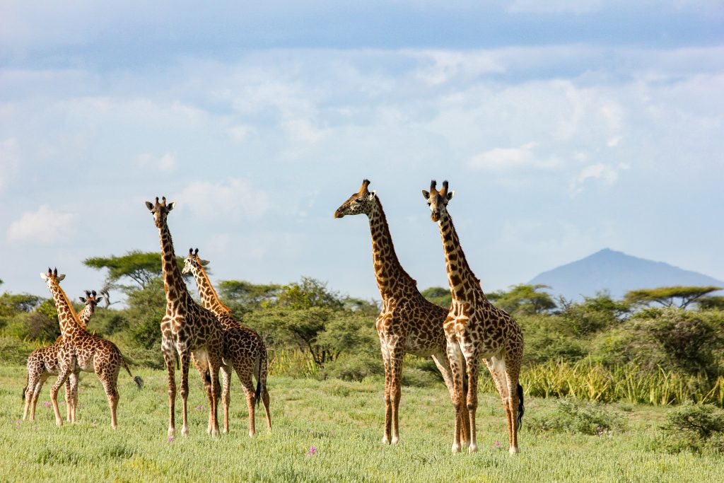 Wildlife viewing with The Highlands, Ngorongoror Crater, Tanzania