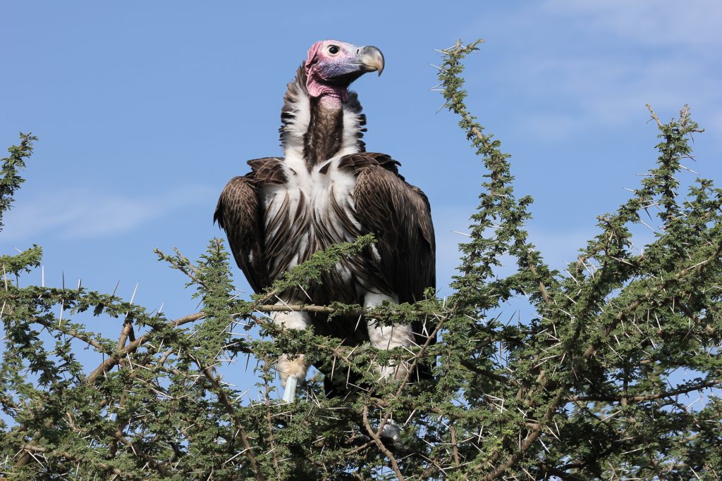 Vulture in the Ngorongoro highlands, Tanzania