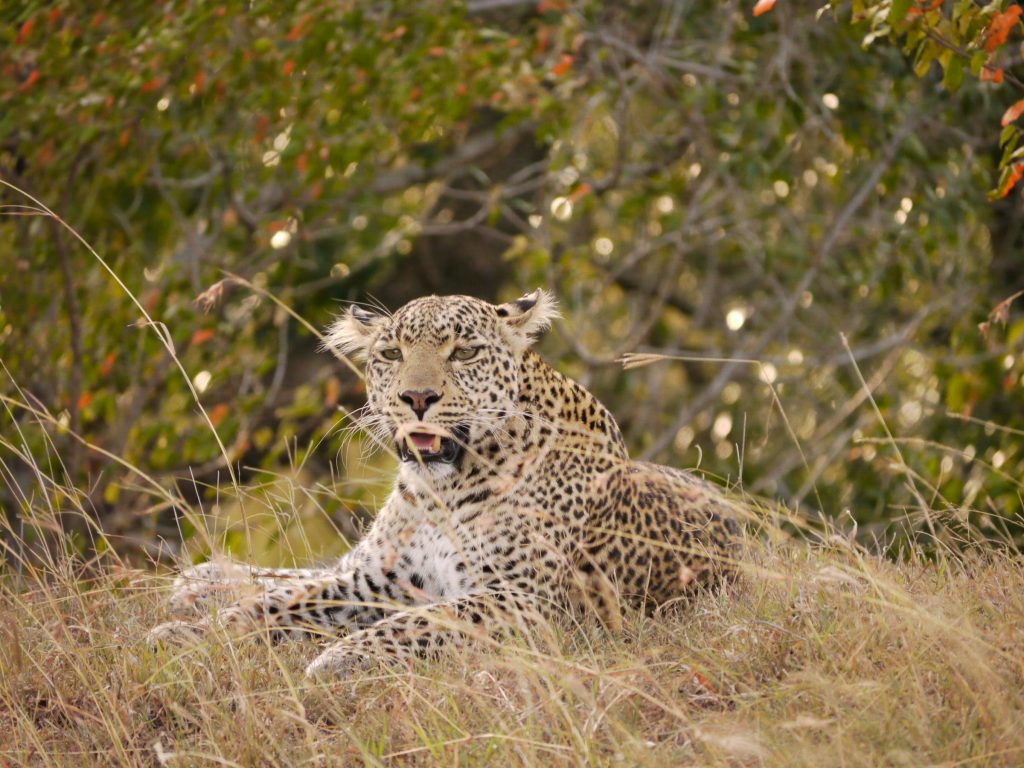 Fig the leopard in Olare Motorogi Reserve, Masai Mara, Kenya