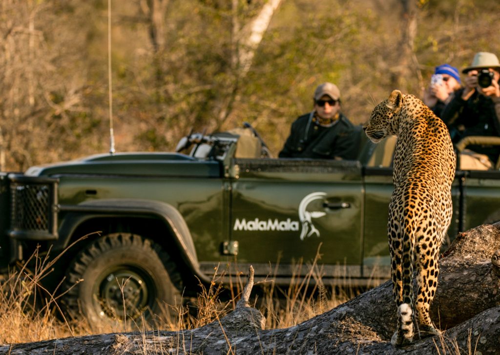 Leopard at MalaMala Camp in MalaMala Game Reserve, Sabi Sand, Kruger, South Africa