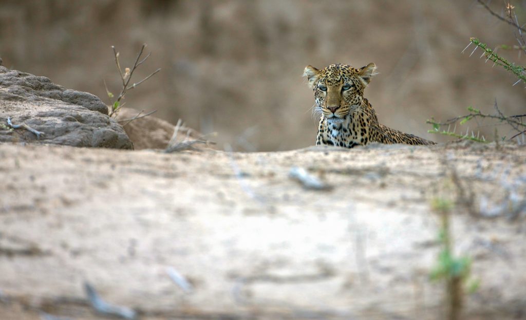 Leopard at Sarara Camp in Namunyak Conservancy near the Mathews Range, northern Kenya