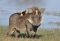 Oxpeckers on a warthog, on safari with The Hide in Hwange National Park Zimbabwe