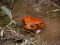 A tomato frog, Madagascar