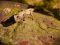 Leaf-tailed gecko, Madagascar