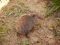 A tenrec, Madagascar