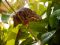 Colourful chameleon, Madagascar