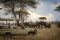 Gameviewing with Kigelia Camp in Ruaha, Tanzania