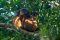 Lemurs at Manafiafy Beach & Rainforest Lodge, Madagascar