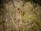 Lioness in Saadani National Park, Tanzania