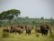 Elephants in Tarangire National Park Tanzania