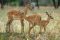 Impalas in Tarangire National Park, northern Tanzania