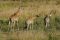 Giraffes in Katavi National Park, Tanzania