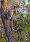 Vervet monkey in Katavi National Park, Tanzania