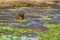 A muddy Katavi hippo pool, Tanzania
