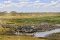 Zebras and wildebeest in Tarangire National Park, northern Tanzania