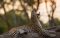Sleepy leopard near Sango Safari Camp, Okavango Delta, Botswana