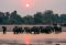 Herd of elephants near Kafunta River Lodge, South Luangwa, Zambia