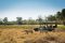 Watching lions on game drive with Machaba Camp, Okavango Delta, Botswana