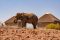 An elephant visits Palmwag Lodge, Palmwag Concession, Namibia
