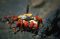 Sally Lightfoot crab, Galapagos Islands, Ecuador