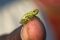 Tiny reed frog near Kanana Camp, Okavango Delta, Botswana