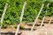 Vineyard – Argentina – Shutterstock
