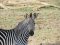 South Luangwa – Zebra